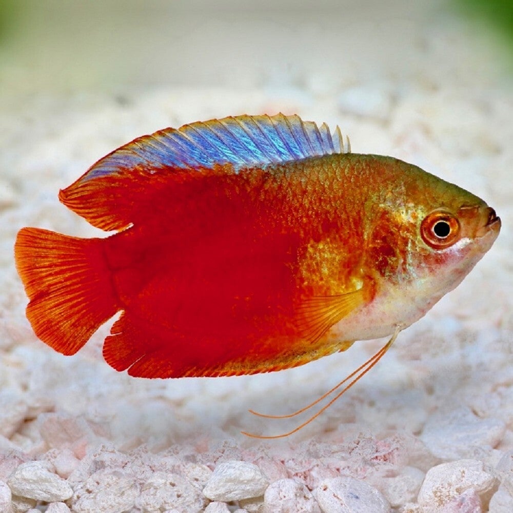 Colisa / lalia blood red