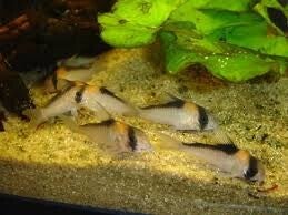 Corydoras adolfoi  WF