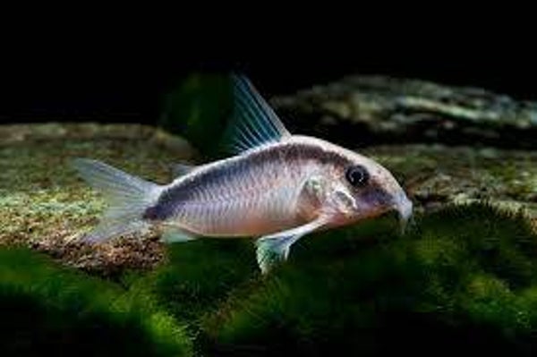 Corydoras  Arcuatus