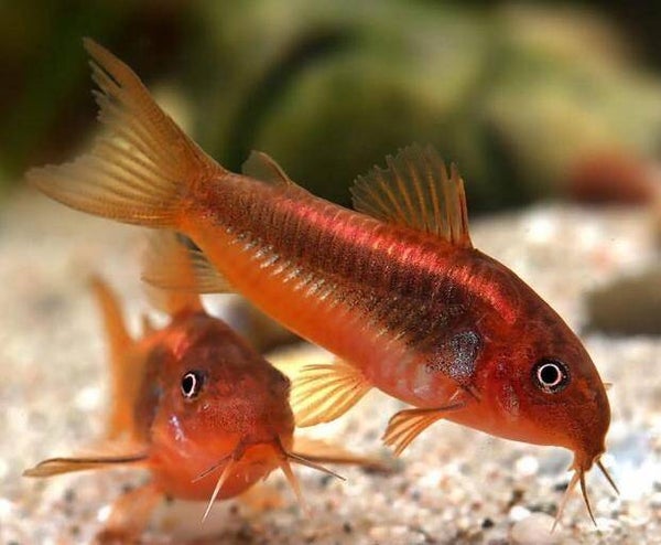 Corydoras CW 014 red laser