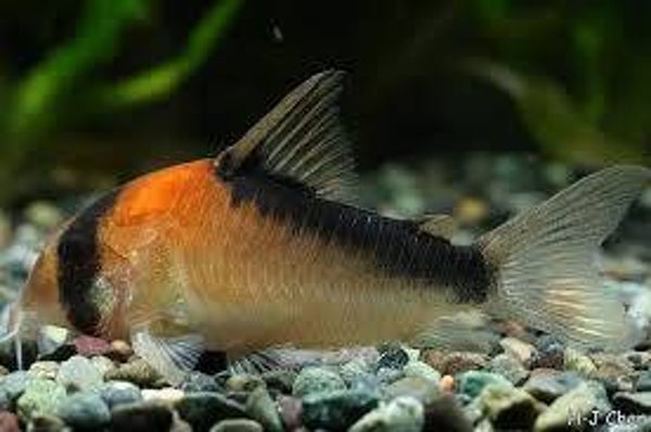 Corydoras Duplicareus