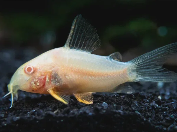 Corydoras paleatus albino