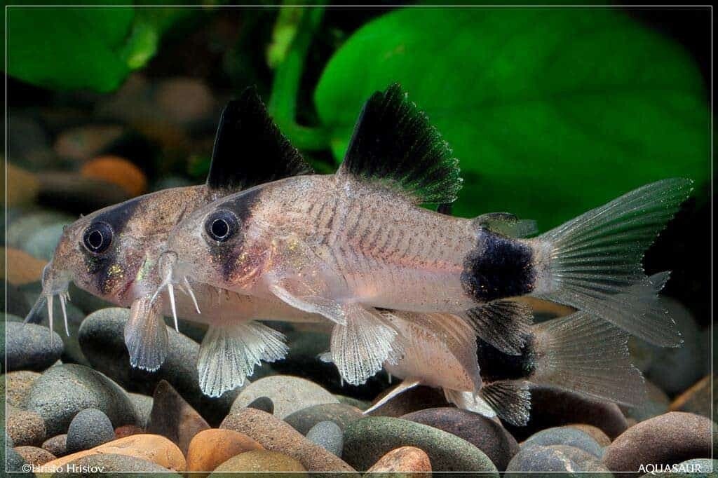Corydoras panda