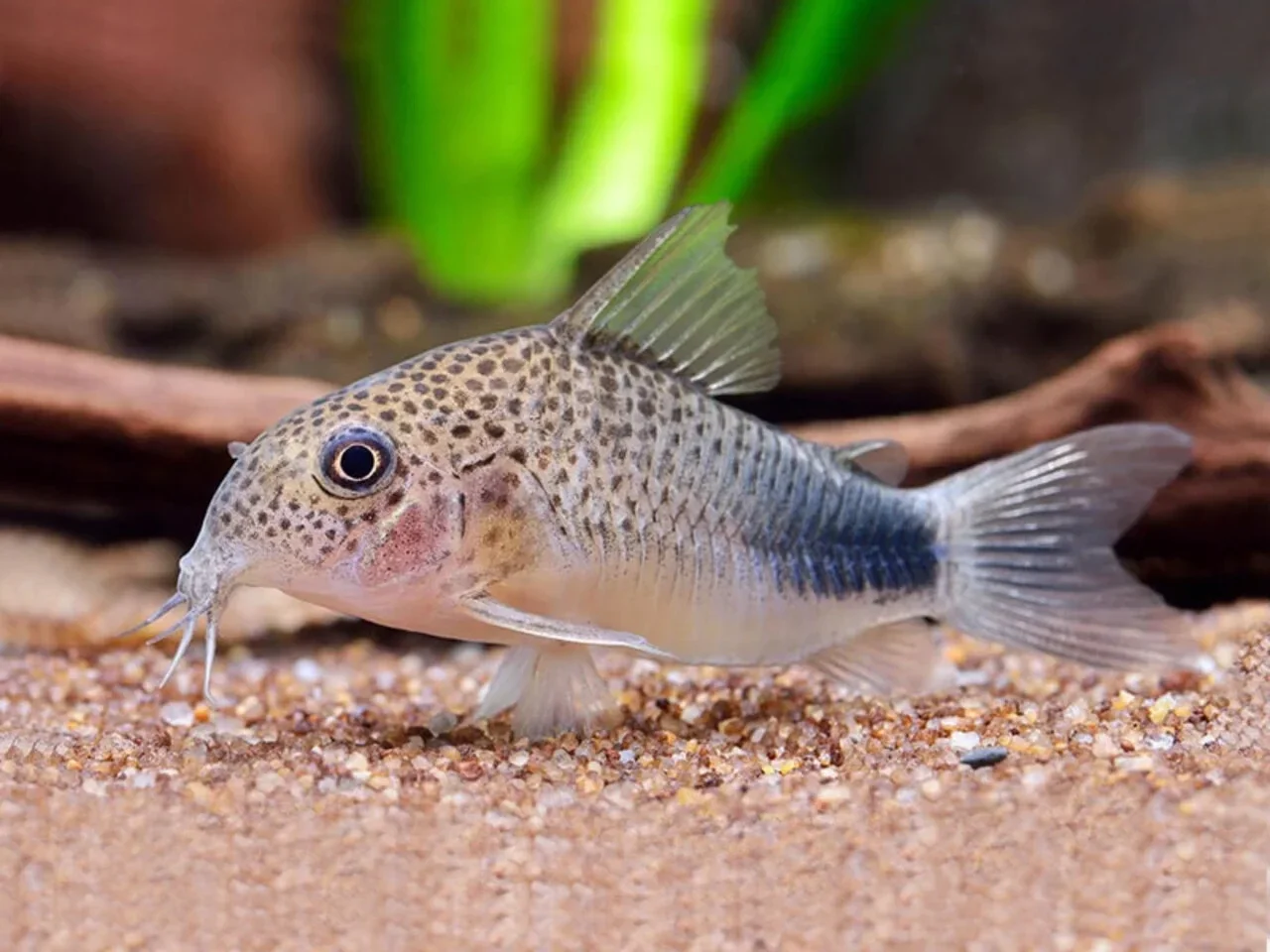 Corydoras Similis