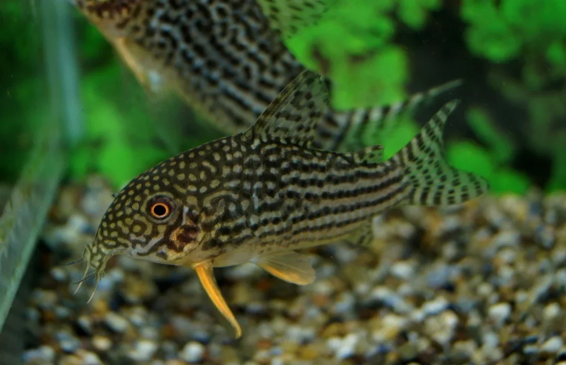 Corydoras sterbai