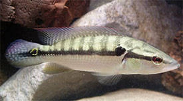 Crenicichla  lepidota