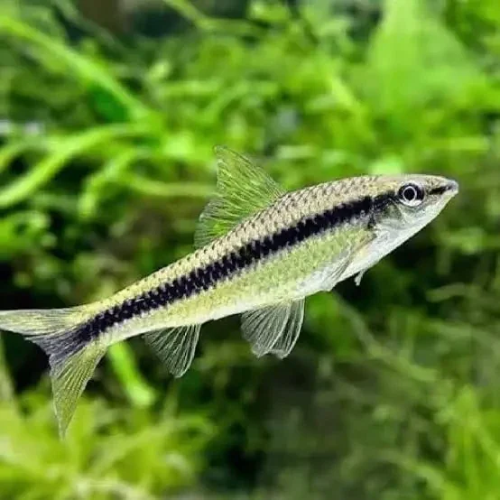 Crossocheilus siamensis