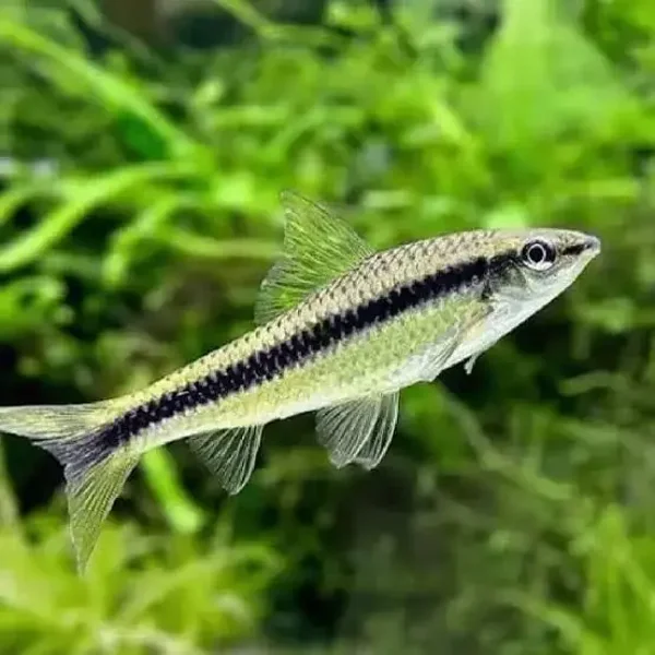 Crossocheilus siamensis