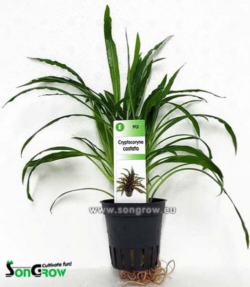 Cryptocoryne costata