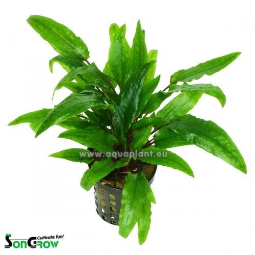 Cryptocoryne groen crisped leaf