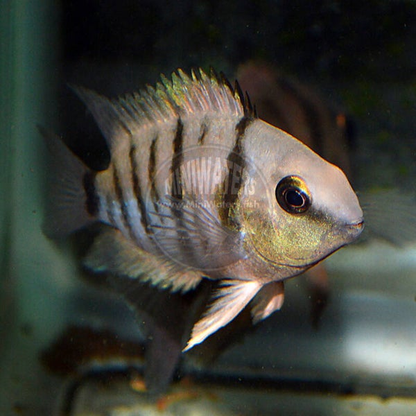 Cryptoherus cutteri