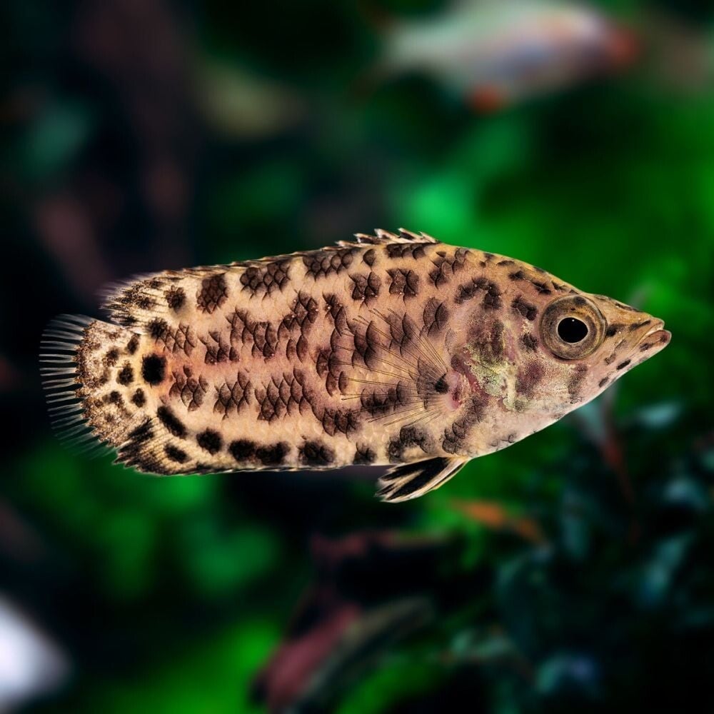 Ctenopoma acutirostre