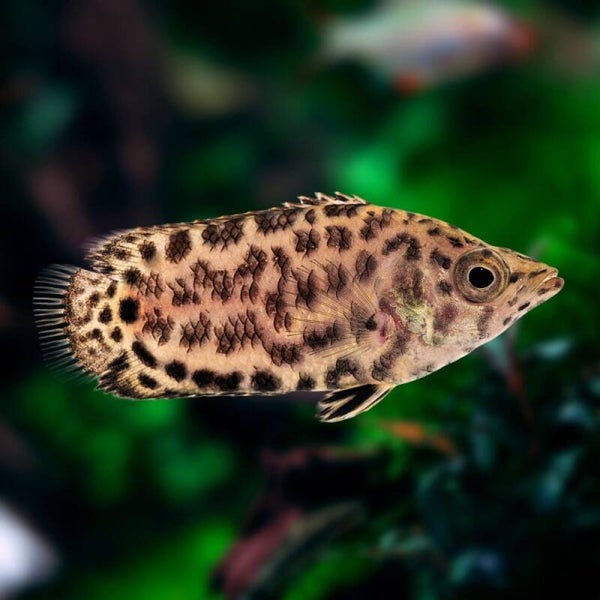 Ctenopoma acutirostre