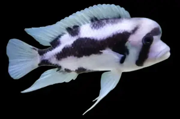 Cyphotilapia  frontosa black widow