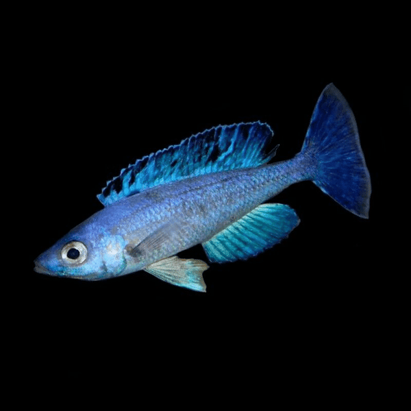Cyprichromis leptosoma jumbo Kitumba