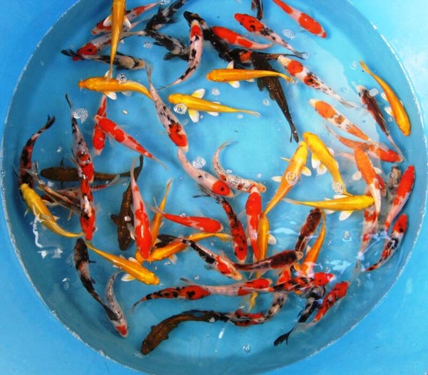 Cyprinus carp. koi  Euro koi A mix