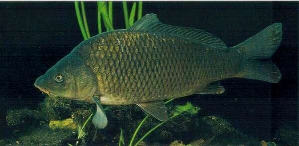 Cyprinus  carpio Gewone karper