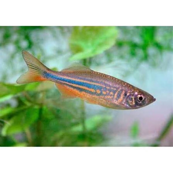 Danio  malabaricus orange