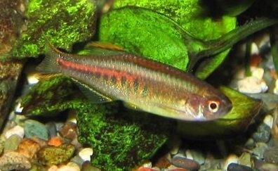 Danio / choprai