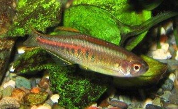Danio / choprai