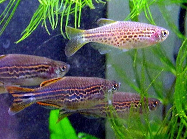 Danio kyathit