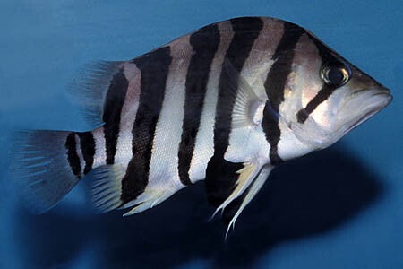 Datnioides  qadrifasciatus