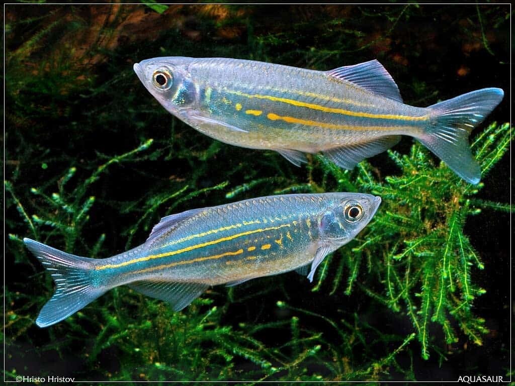 Danio aequipinnatus / malabaricus