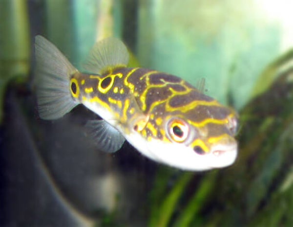 Dichotomyctere biocellatus