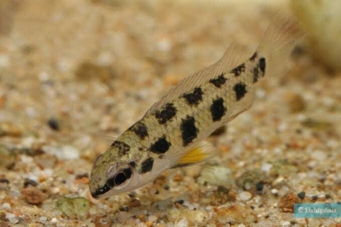 Dicrossus maculatus