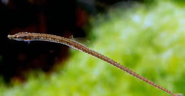 Doryichthys  martensii, Zoetwaternaald