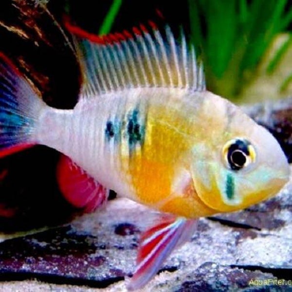 Papiliochromis / altispinosa
