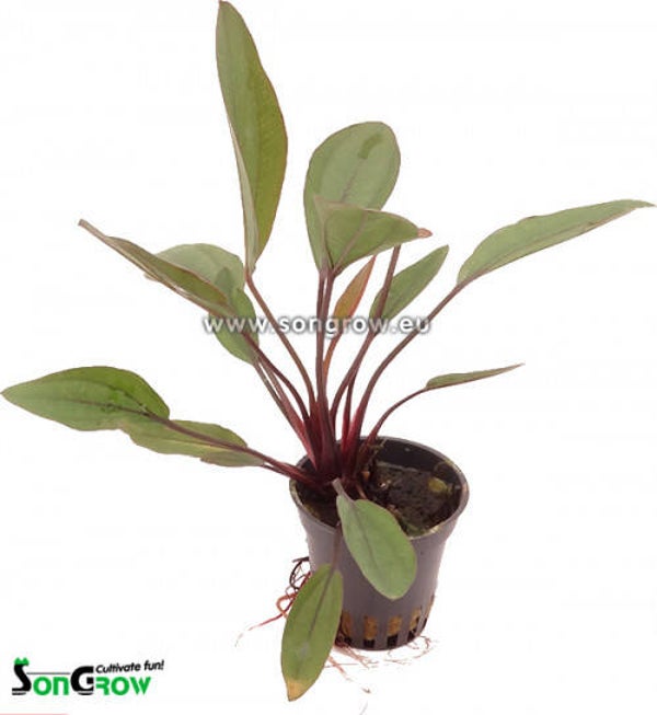 Echinodorus Atlandsberg