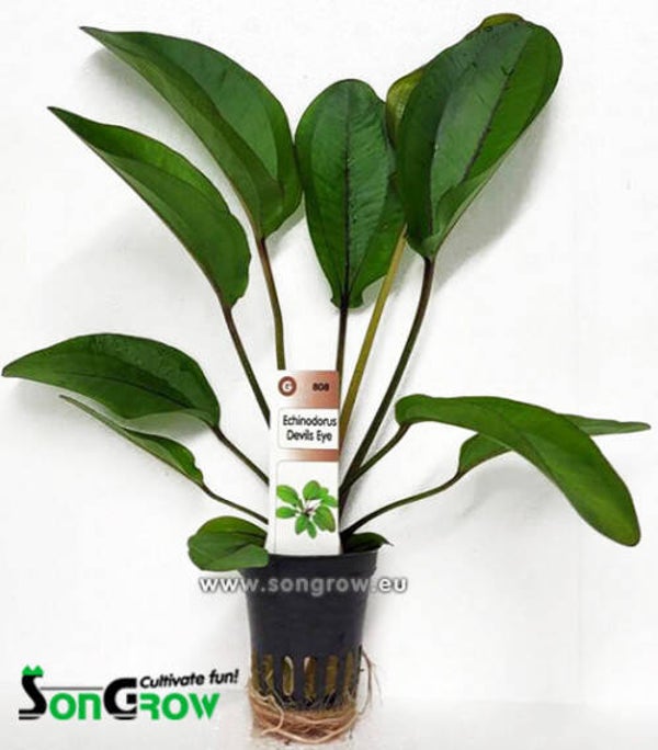 Echinodorus Devils Eye