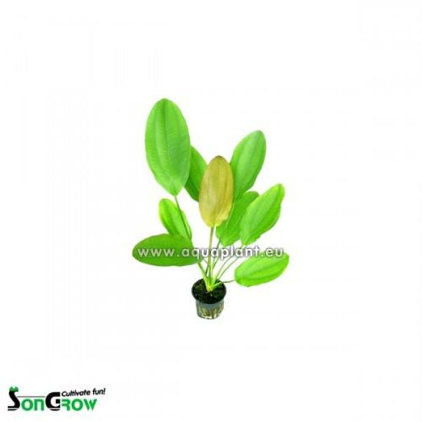 Echinodorus osiris - rubra