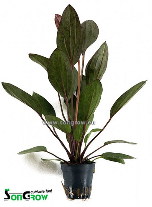 Echinodorus ozelot rood