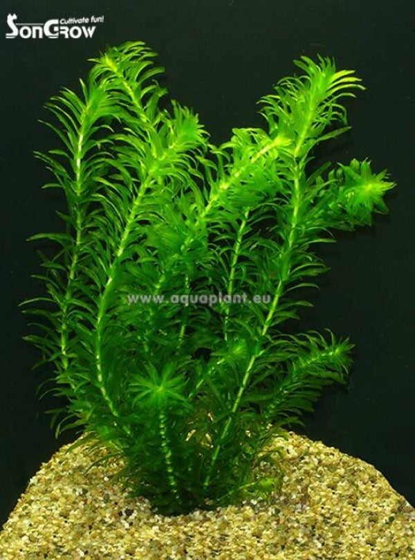 Egeria densa, Waterpest