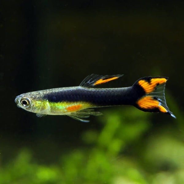 Poecilia endler smoky mary