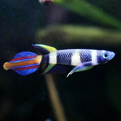 Epiplatys annulatus Ringband snoekje