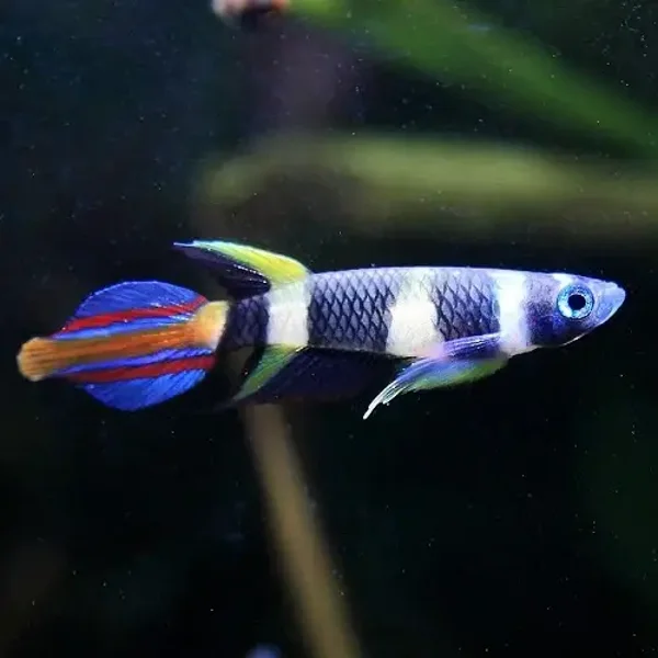 Epiplatys annulatus Ringband snoekje