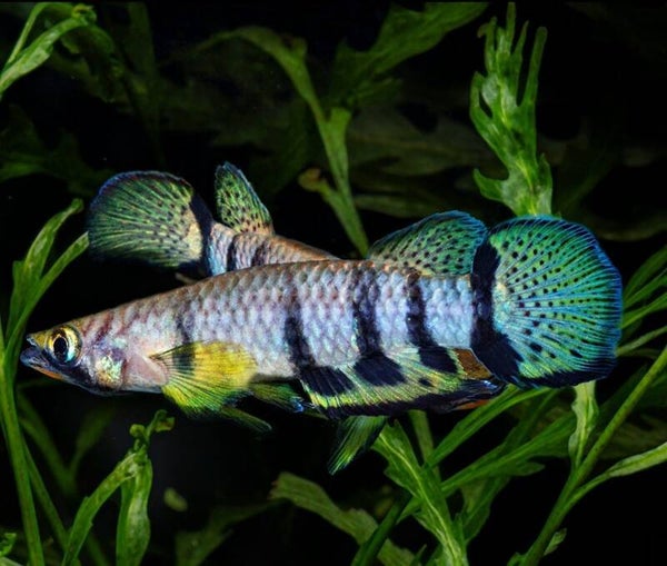 Epiplatys dageti