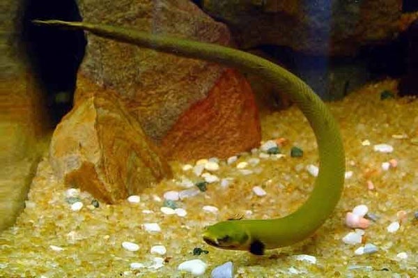 Erpetoichthys calabaricus Wimpelaal