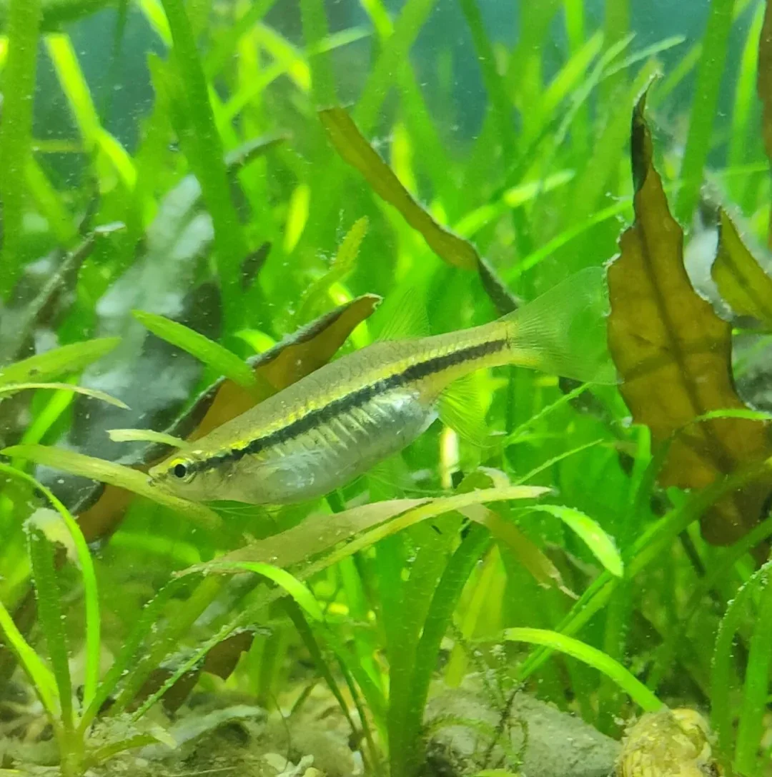 Esomus  danricus, Vliegende barbeel