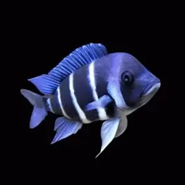 Cyphotilapia  frontosa zambia blue