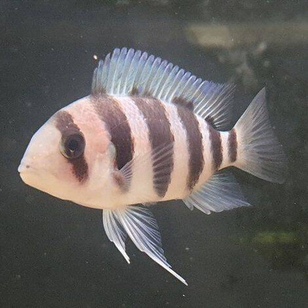Cyphotilapia  frontosa