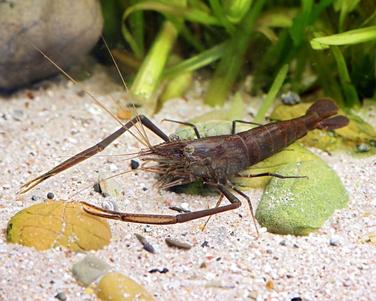 Macrobrachium  aspelurum