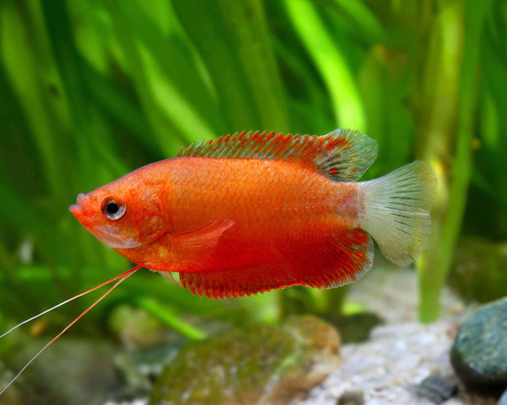 Colisa labiosa Diklipgourami rood