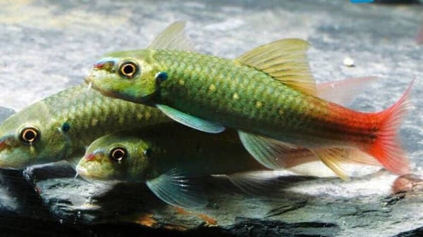 Garra panitvongi  redtail