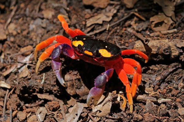 Gecarcinus  quadratus Halloween crab