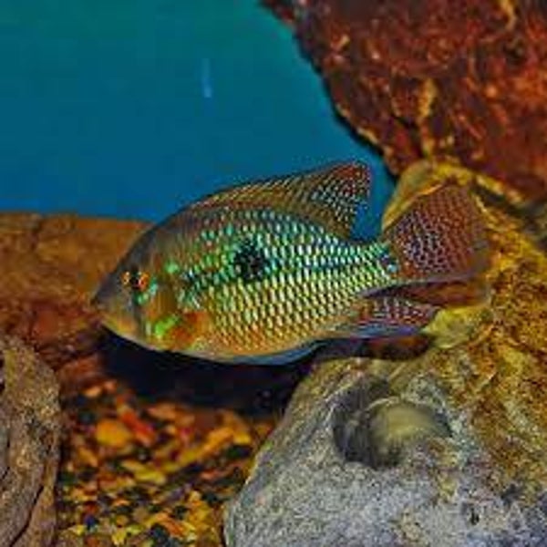 Geophagus brasiliensis