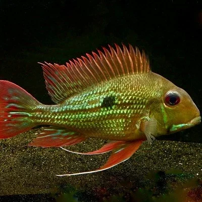 Geophagus winemilleri
